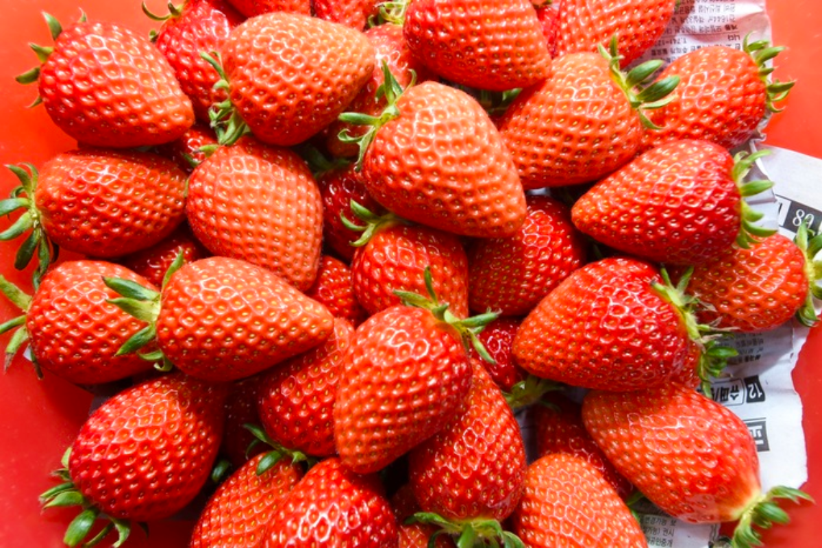 Cận cảnh những quả dâu tây Hàn Quốc tươi, chín mọng.