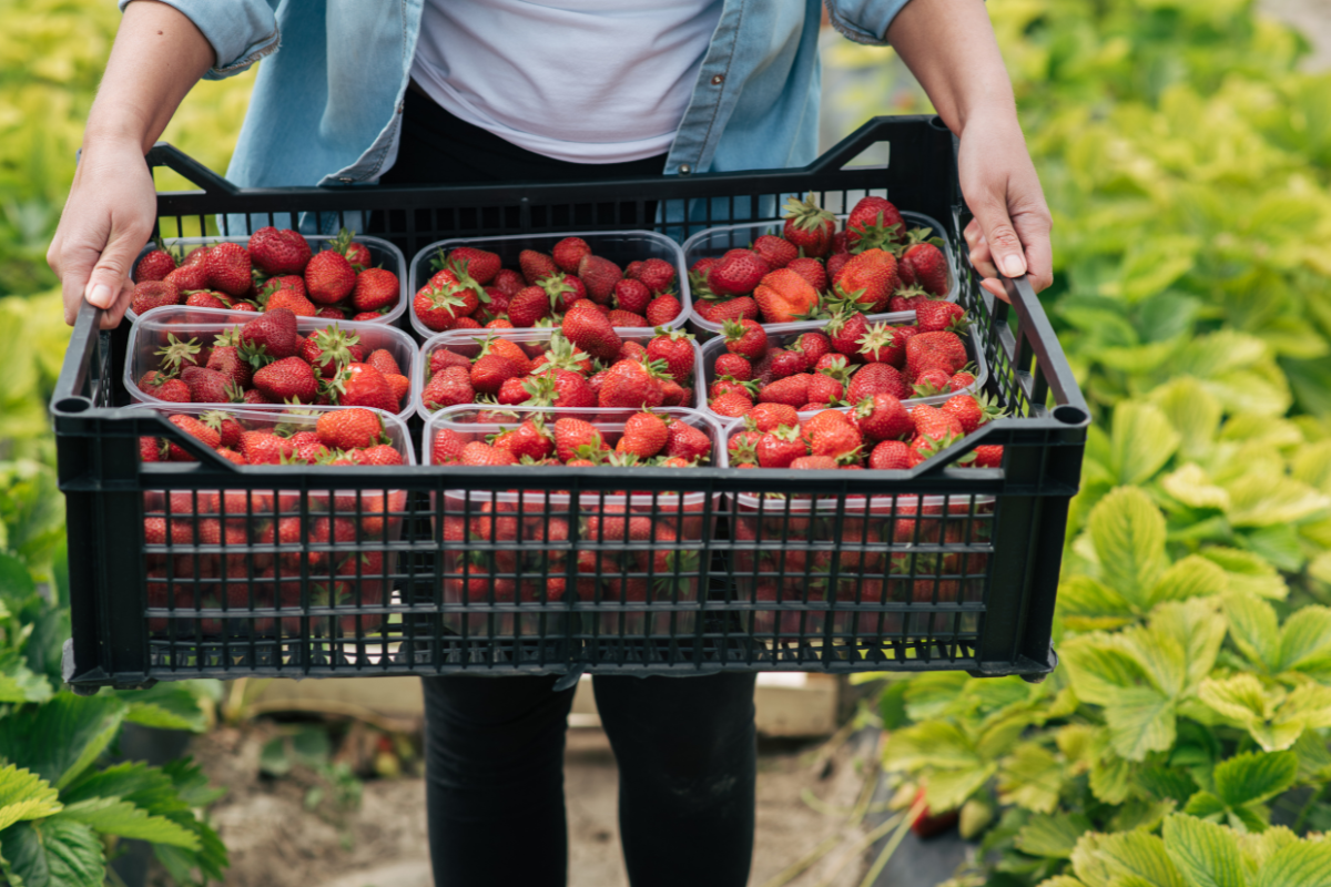 Người nông dân đang bưng khay chứa dâu tây vừa thu hoạch trong nhà kính trồng tại Hàn Quốc.