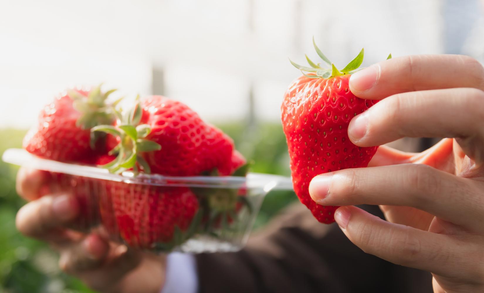 Bật mí những điều thú vị về dâu tây Hàn Quốc có thể bạn chưa biết