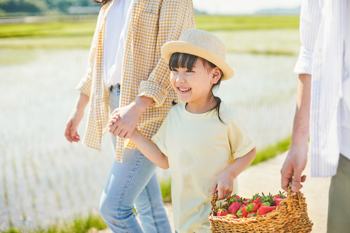 Một bé gái cầm giỏ dâu tây tươi trong khi đi bộ cùng gia đình ở cánh đồng Hàn Quốc.