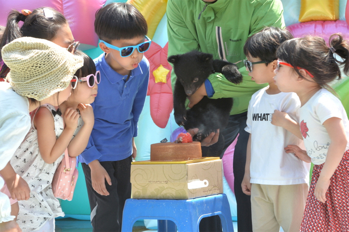 Một nhóm trẻ em đang quan sát một con gấu nhỏ tại Công viên Bear Tree ở Sejong.
