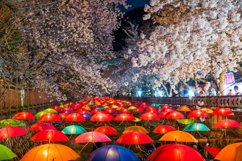 Creatrip: Jinhae Gunhangje Cherry Blossom Festival Tour (Busan Departure)