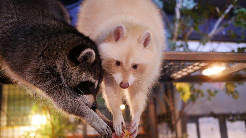 แร็คคูนสองตัวที่คาเฟ่สัตว์แปลก Table A ในฮงแด สายพันธุ์ใหม่และหายาก กิจกรรมสุดพิเศษที่ทำให้ความสัมพันธ์ของคู่รักแน่นแฟ้นมากยิ่งขึ้น