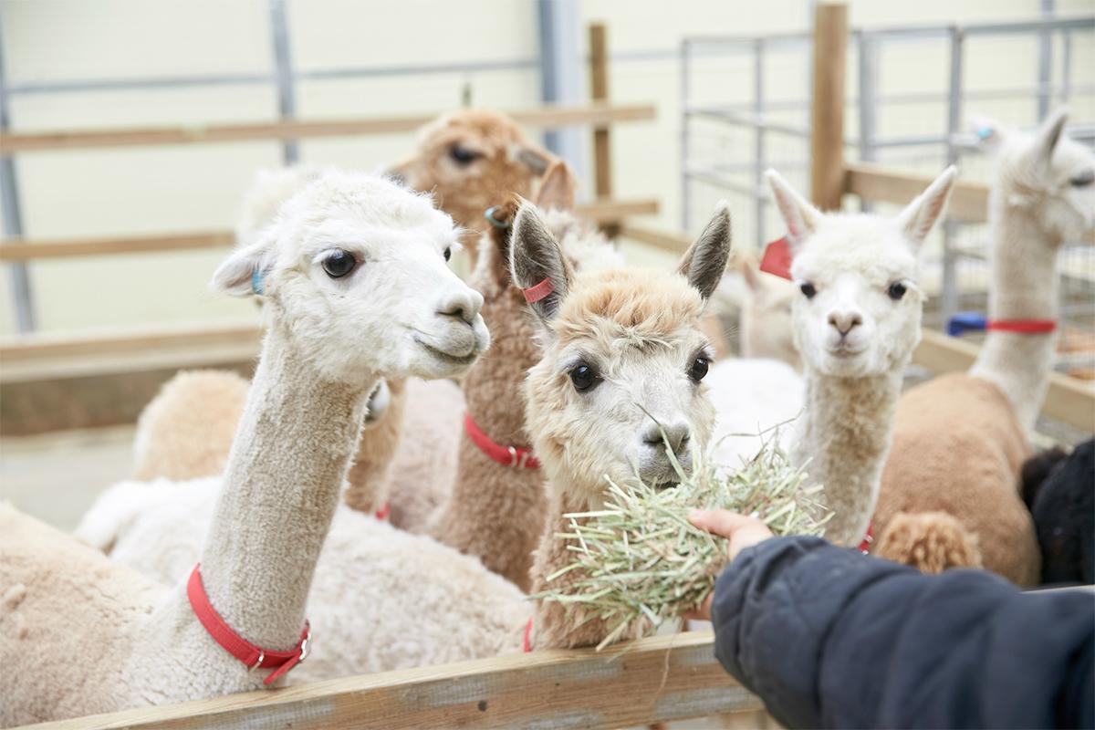 Alpaca World + Île de Nami + Excursion d'une journée en vélo-rail Gangchon | Réserver une journée-thumbnail