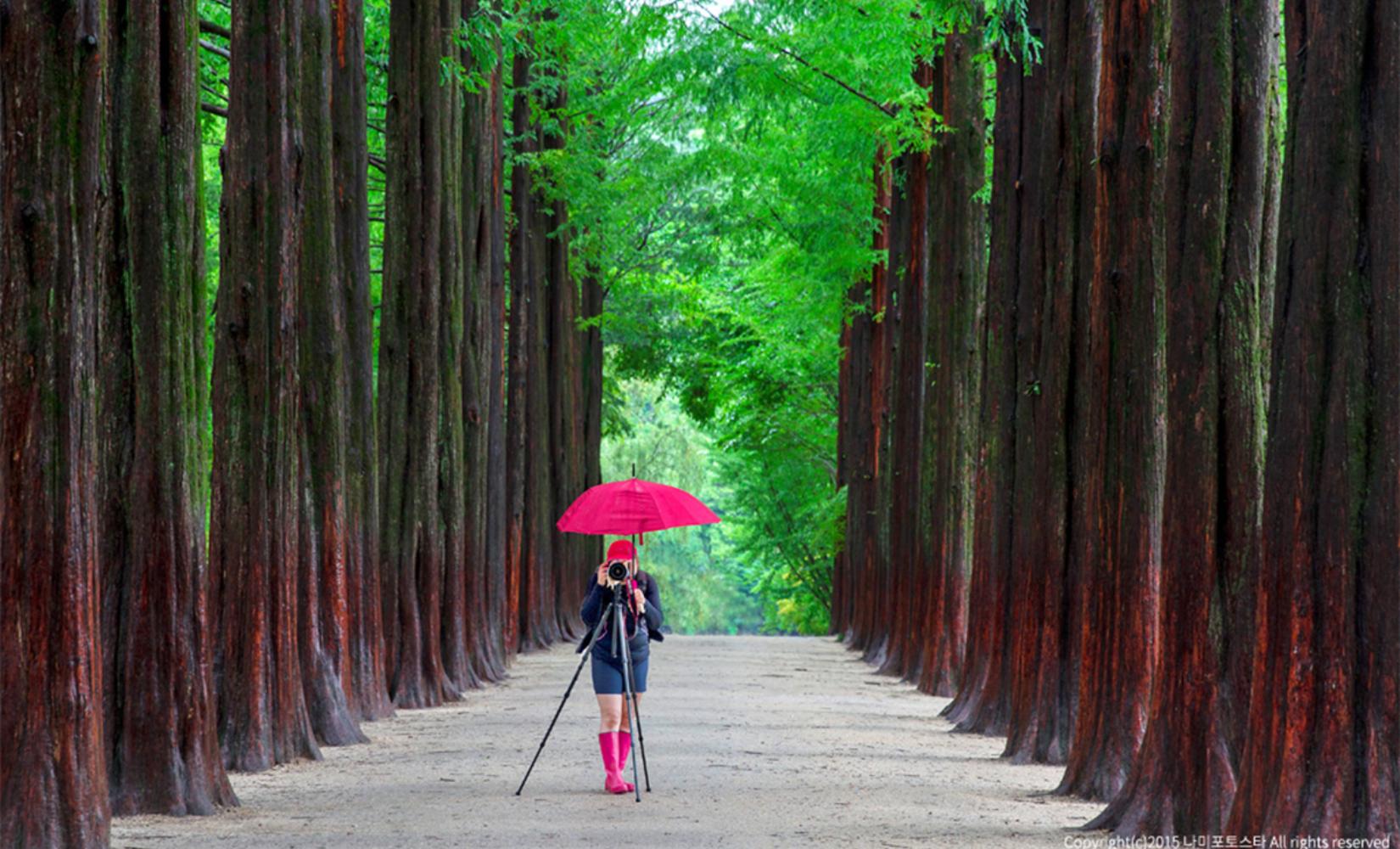 代訂 | 南怡島 + 小法國村 + 意大利村 + 江村鐵路單車 + 晨靜樹木園一日遊