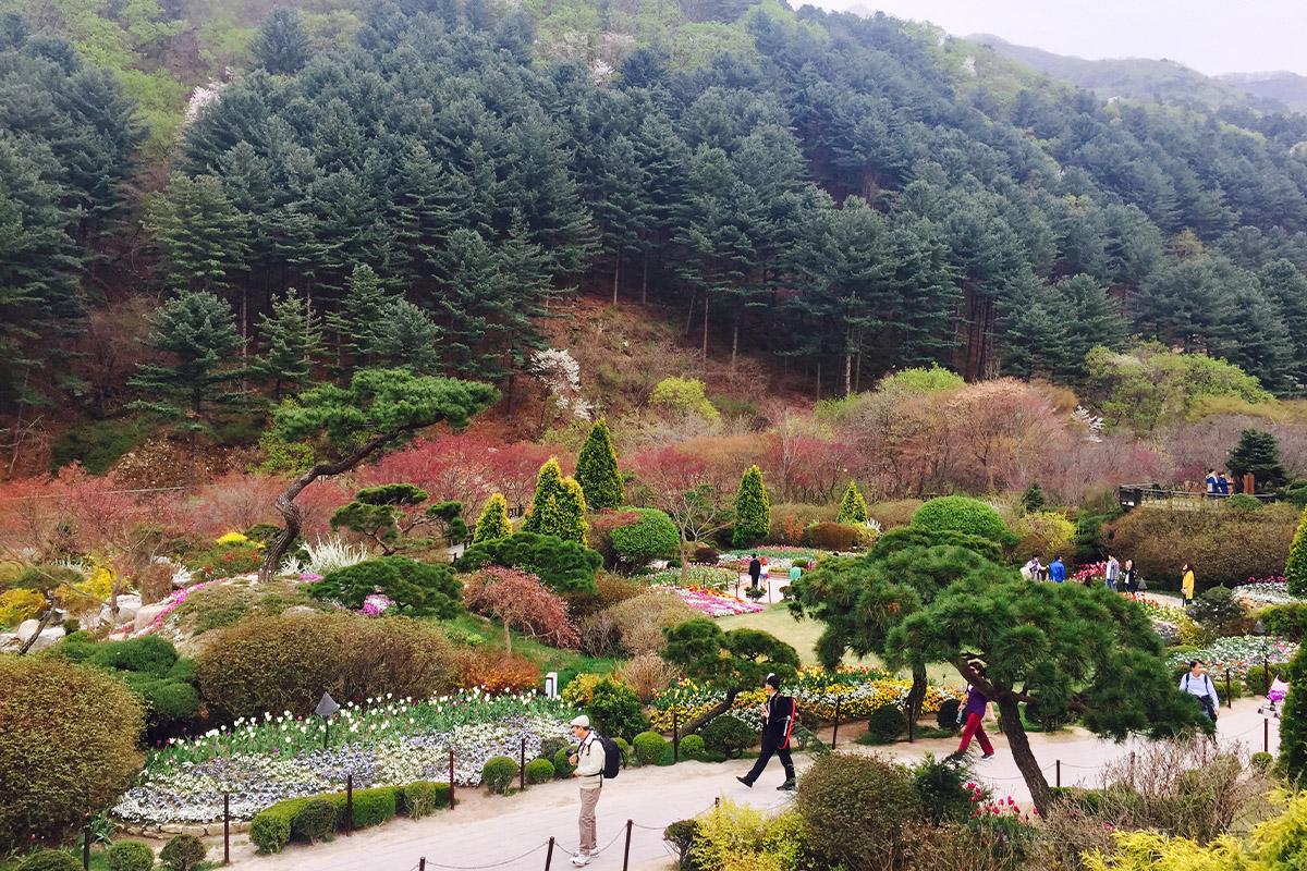 南怡島 + 小法國村 + 意大利村 + 鐵路單車 + 晨靜樹木園一日遊