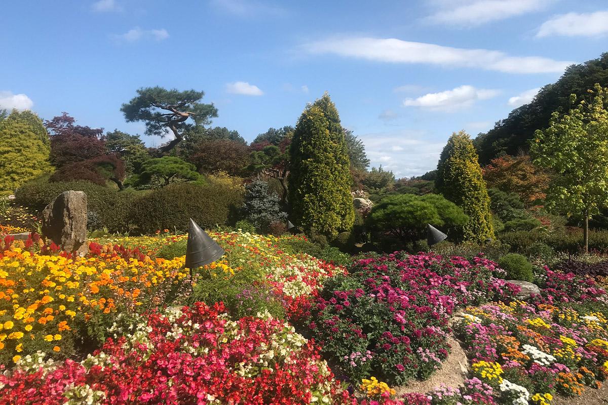 韓國旅行 春川 晨靜樹木園