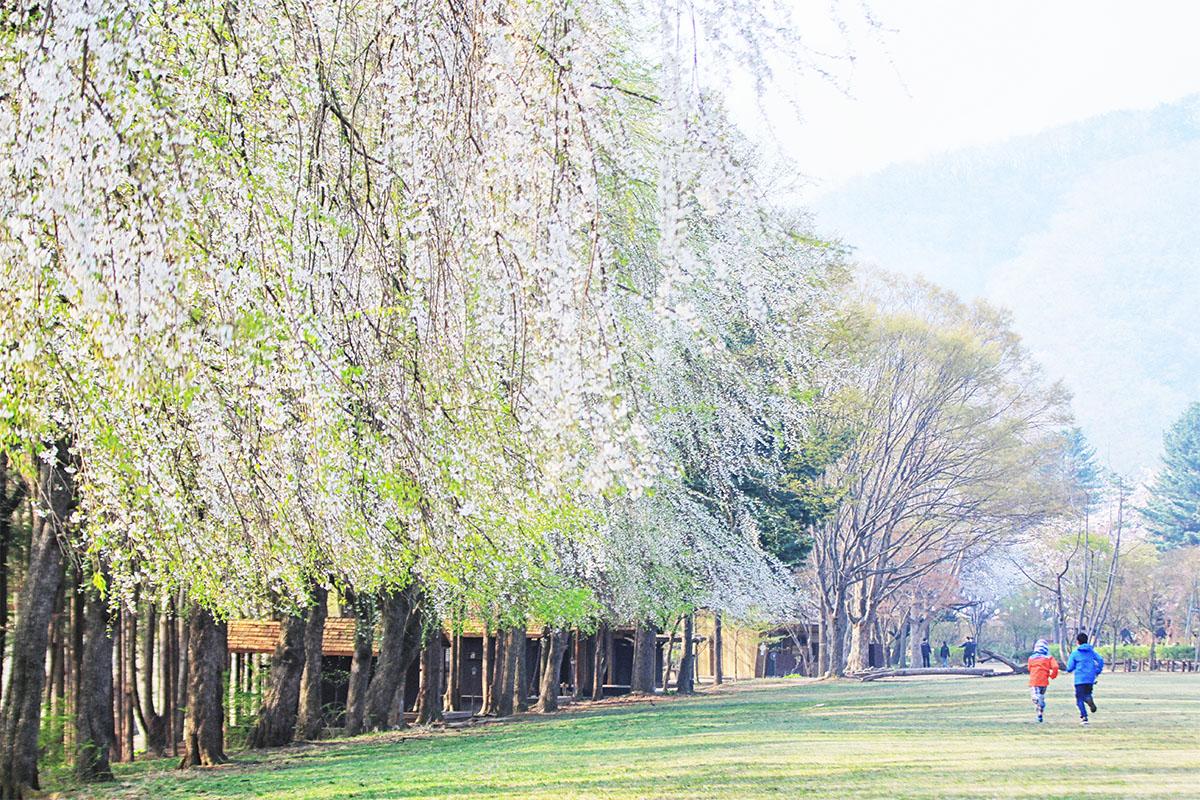 春川必去景點 加平必去景點 南怡島一日遊