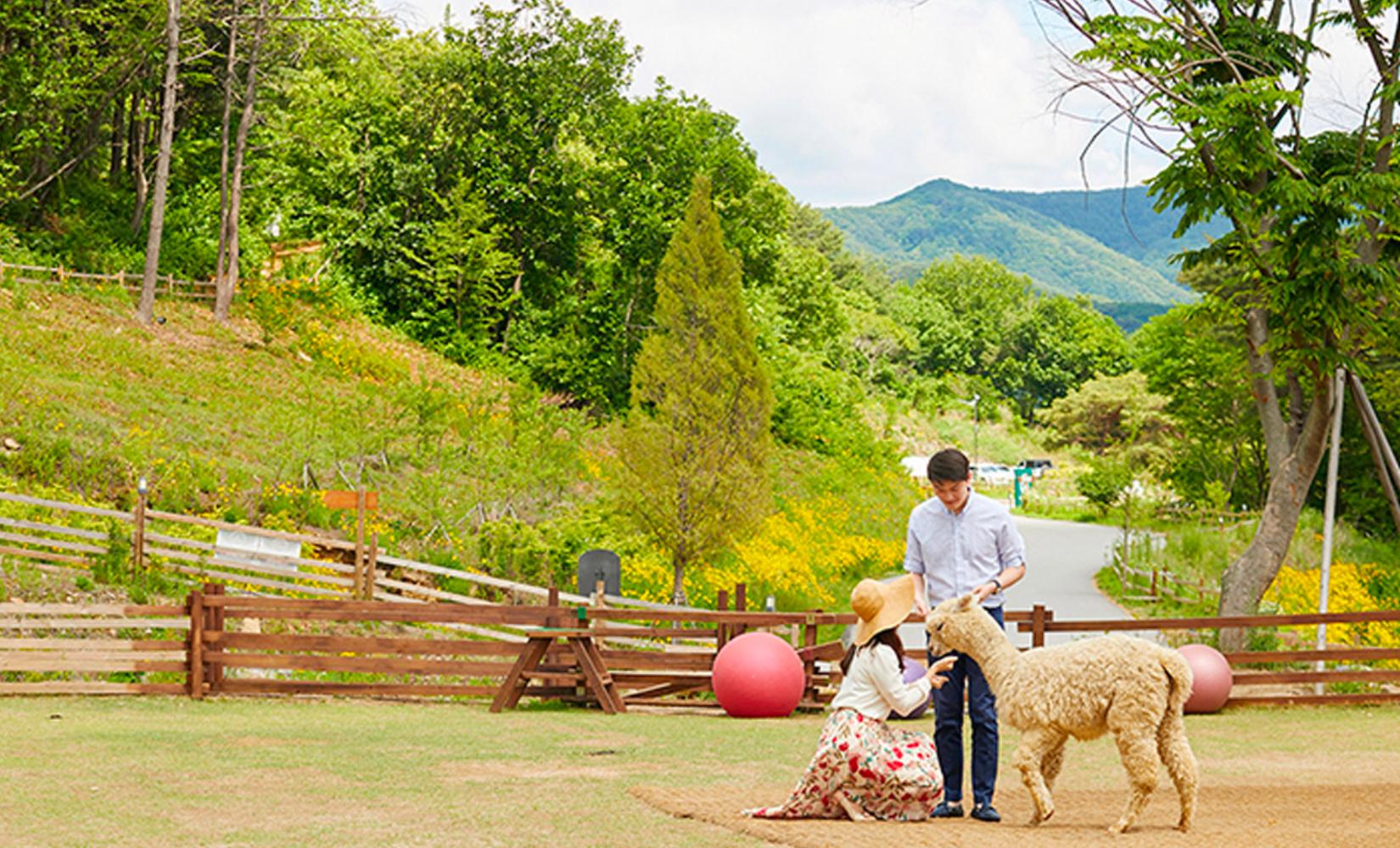 Tour 1 ngày khám phá Alpaca World, đảo Nami, xe đạp đường sắt và thưởng thức Chuncheon Dakgalbi