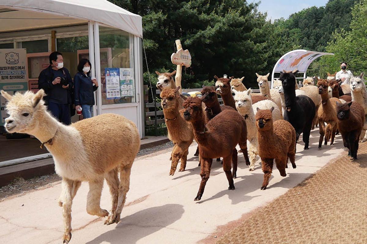 韓国旅行 江原道 春川 アルパカワールド 春川タッカルビ タッカルビ 金裕貞レールバイク 南怡島