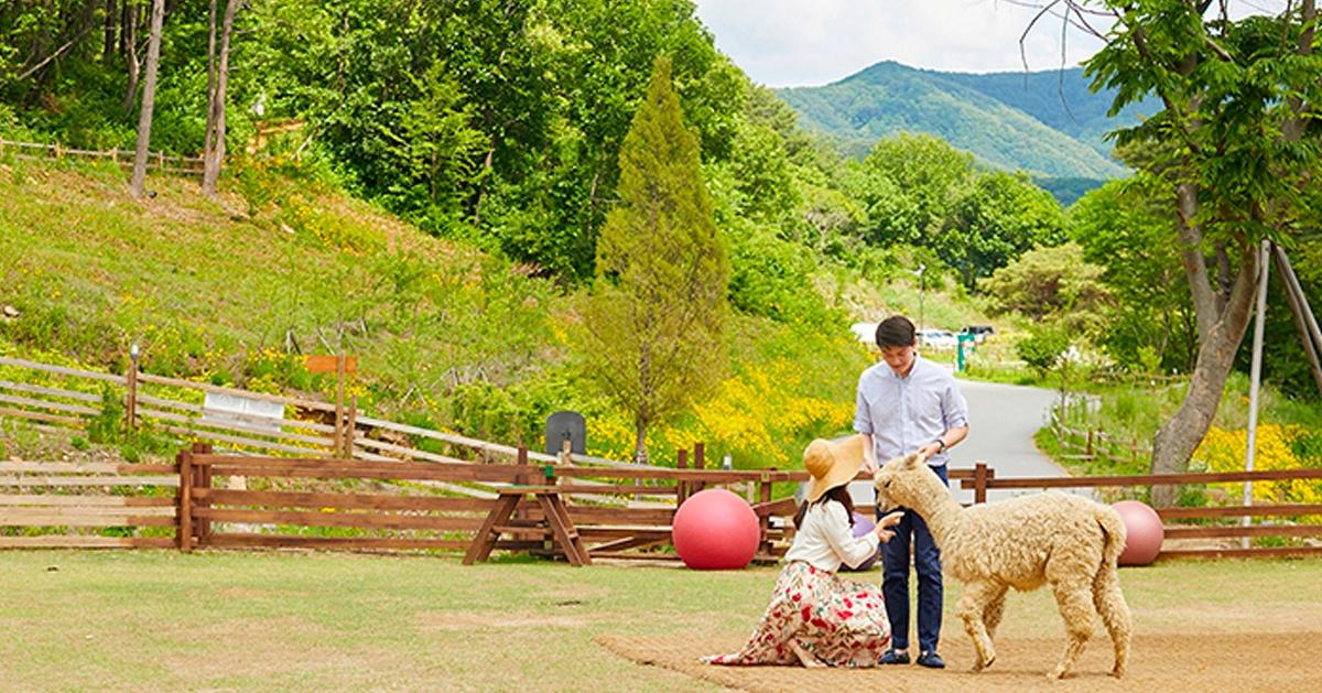 Alpaca World + Chuncheon Dakgalbi + Railbike + Nami Island Day Tour