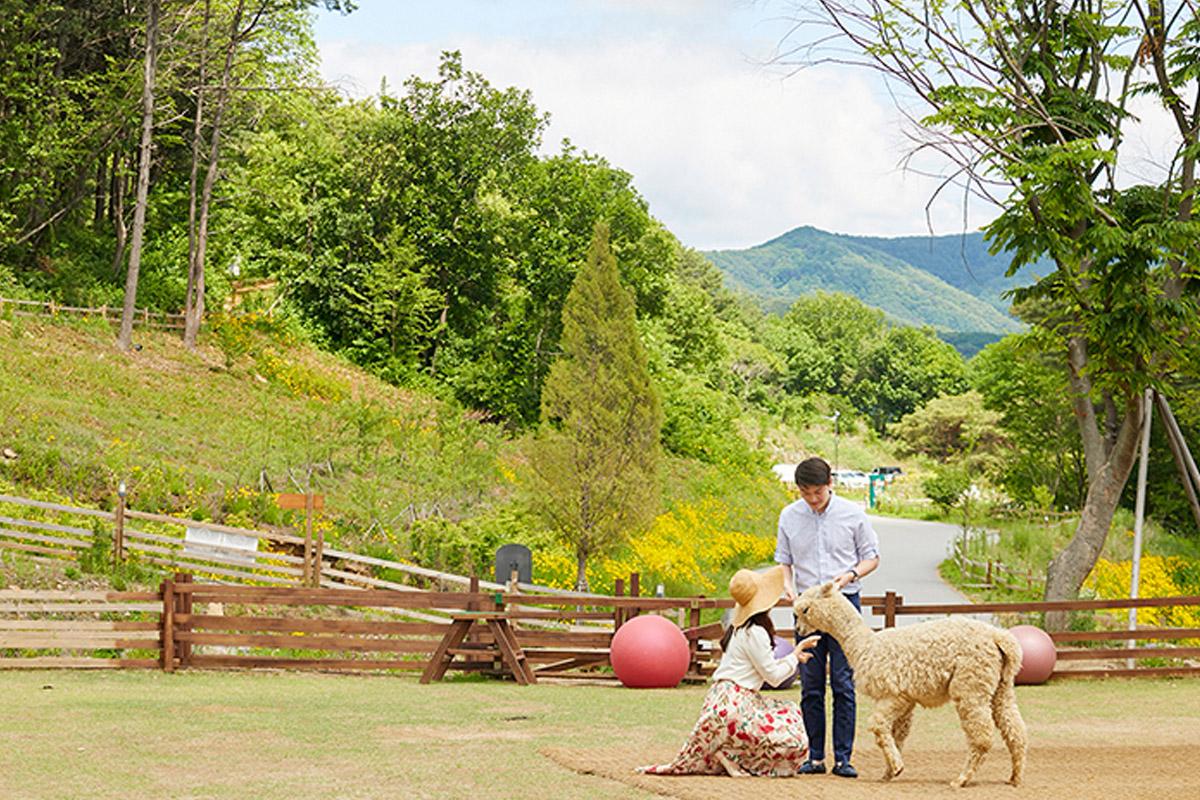 韓国旅行 江原道 春川 アルパカワールド 春川タッカルビ タッカルビ 金裕貞レールバイク 南怡島