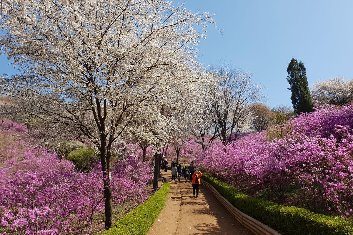 Scenic view of Wonmisan Mountain with blooming cherry blossoms and azaleas along the pathway, capturing the vibrant spring colors.
