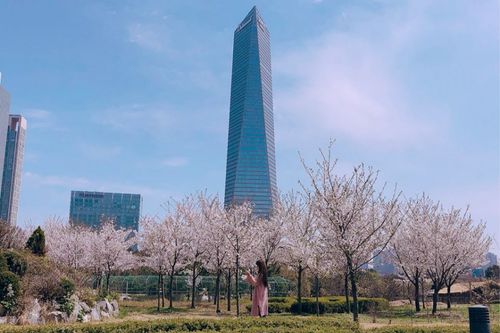 hoa anh đào ở công viên Songdo ở Incheon, Hàn Quốc