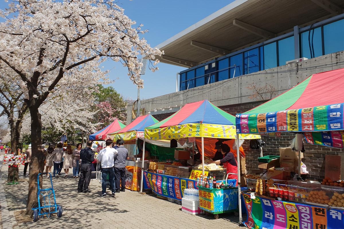 A picturesque floral path with cherry blossoms and azaleas in Wonmisan Mountain, filled with tourists enjoying the spring season.