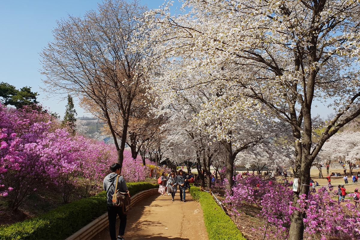 Visitors walking along the azalea-lined path on Wonmisan Mountain, enjoying the cherry blossom bloom in sunny spring weather.