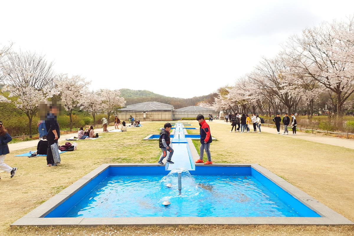 Lush cherry blossom trees lining the walkway at Incheon Grand Park, creating an idyllic scenery for springtime strolls.