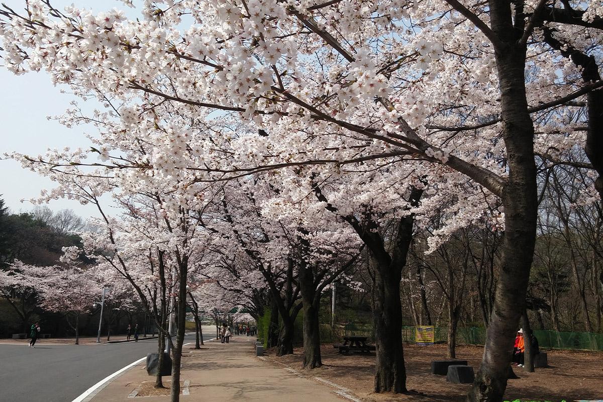 The main entrance to Incheon Grand Park adorned with cherry blossoms, inviting visitors for outdoor activities and leisure.