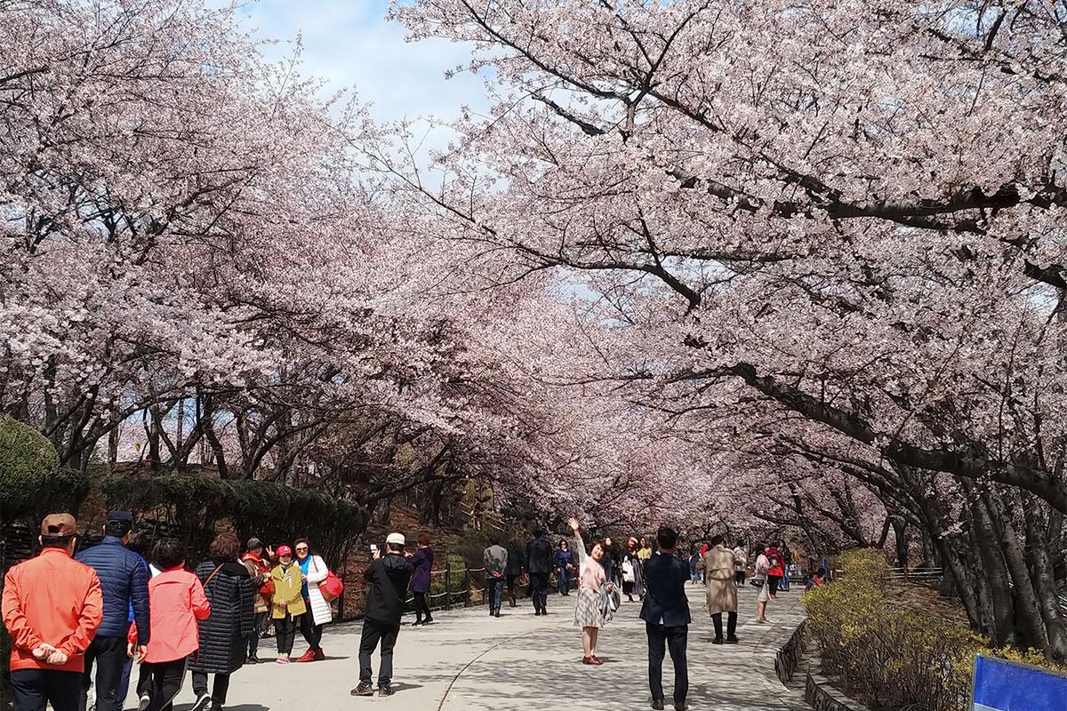 Beautiful close-up of cherry blossom flowers in full bloom, highlighting the intricate detail of spring's natural beauty.