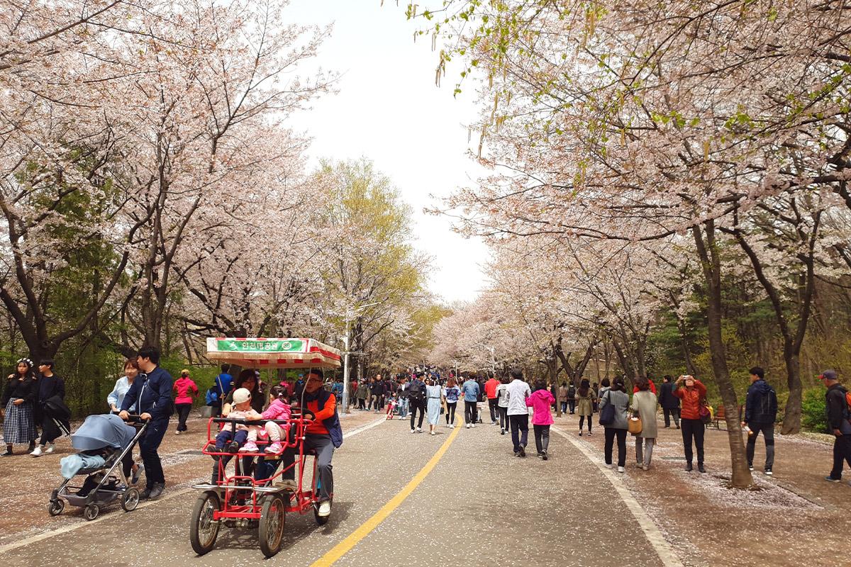 Children playing near blue fountains surrounded by cherry blossom trees at Incheon Grand Park during a sunny spring day.