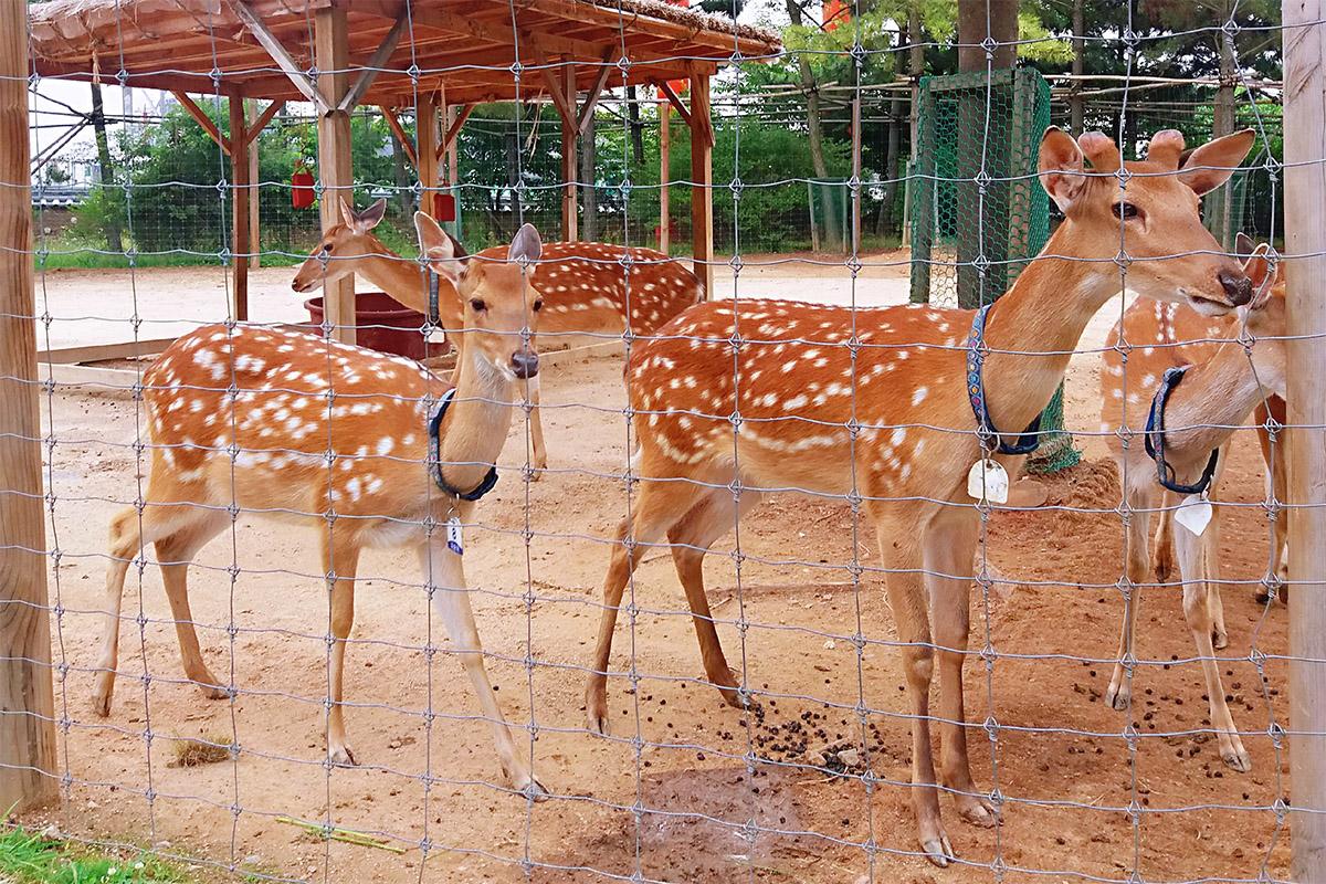 Children playing traditional Korean seesaw against the backdrop of Wolmido's historical and ecological attractions.