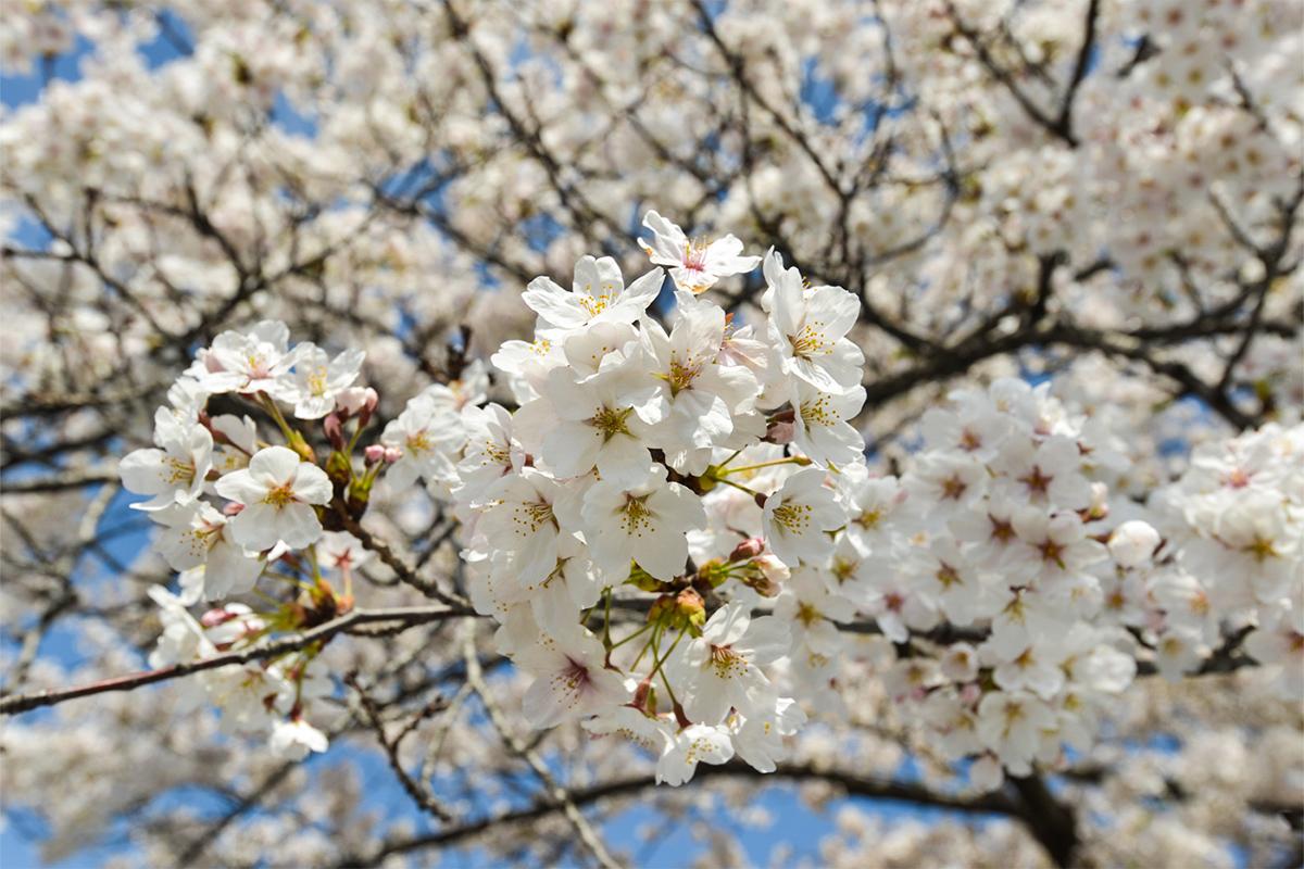 Bright forsythia blossoms against the modern backdrop of skyscrapers in Songdo Central Park, representing springtime vibrancy.