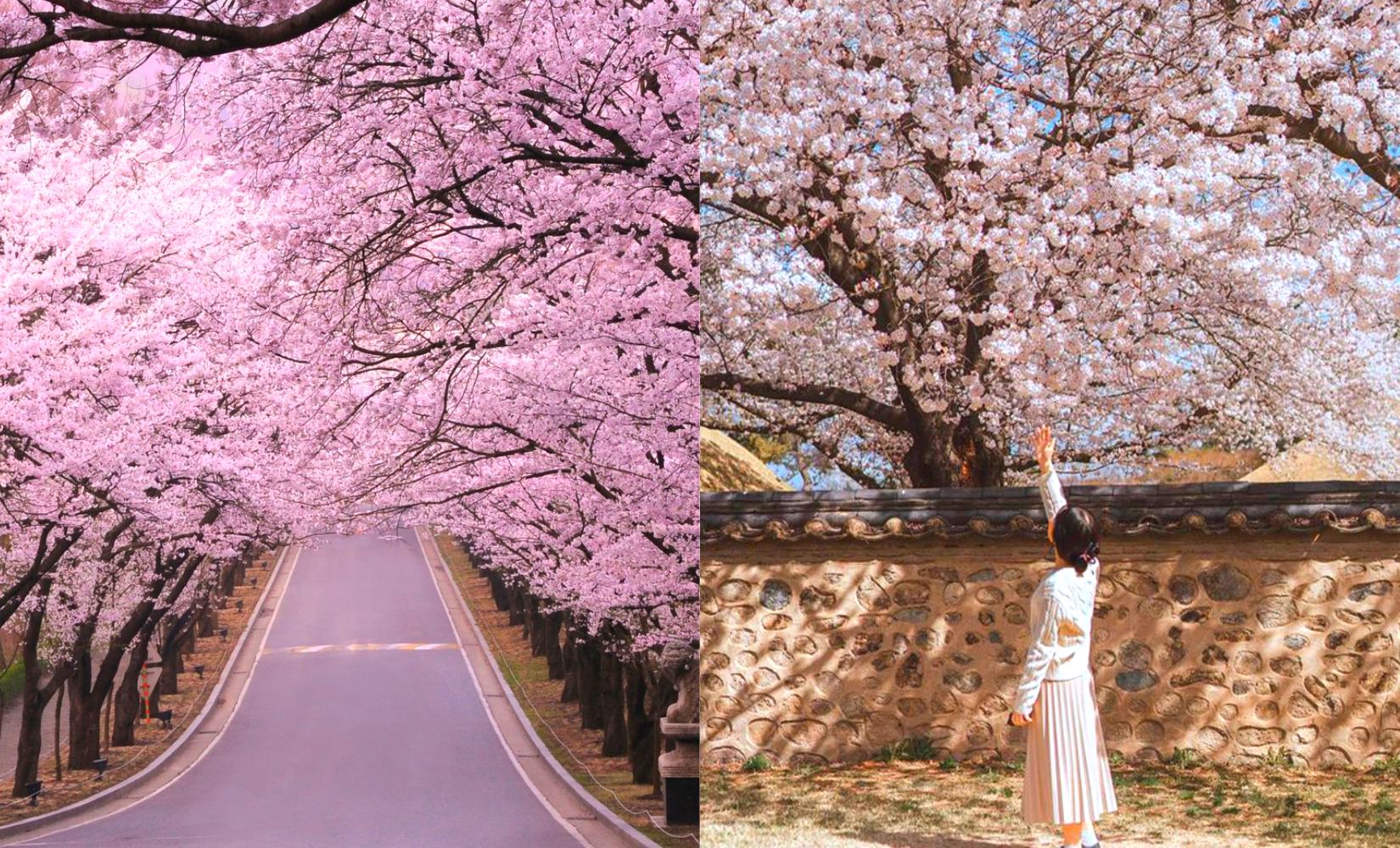 Tổng hợp tour du lịch Hàn Quốc ngắm hoa anh đào giá rẻ, hot nhất 2023