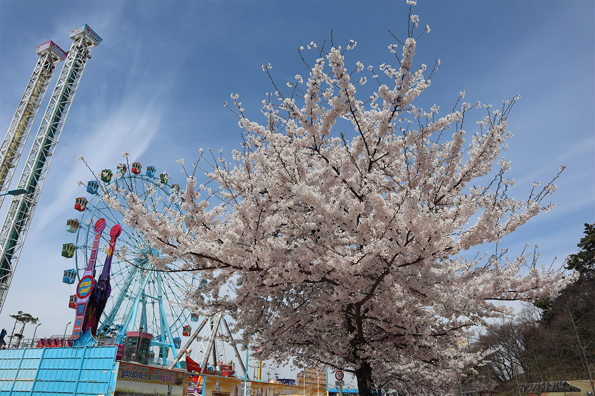 hoa anh đào Incheon