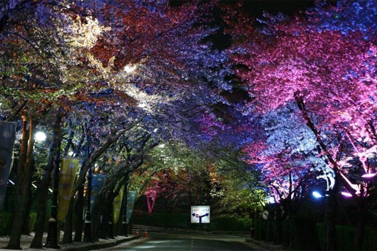 寿凤公园夜景中多彩的灯光照耀下的樱花树林