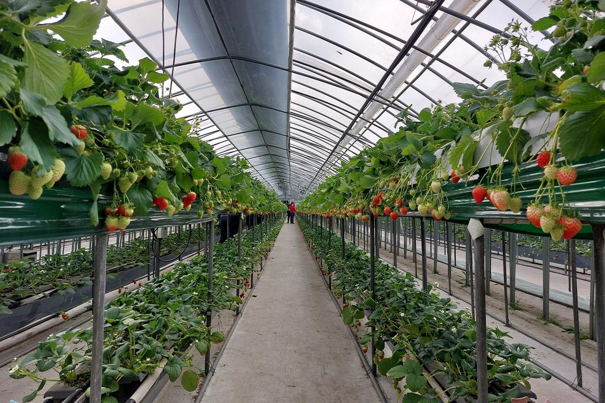 韓国旅行 仁川 韓国アクティビティ 韓国いちご狩り 松島セントラルパーク 松島 TRIPLE STREET 寿鳳公園 韓国夜景