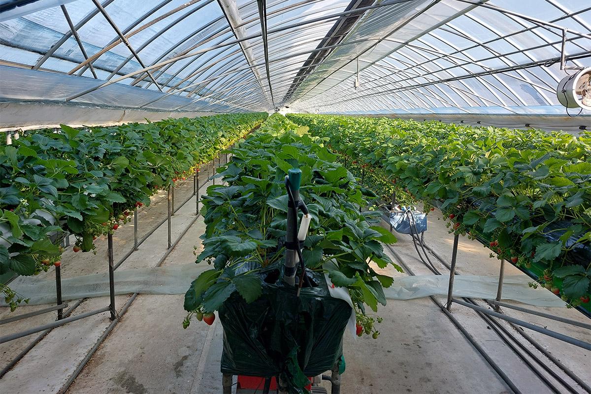 韓国旅行 仁川 韓国アクティビティ 韓国いちご狩り 松島セントラルパーク 松島 TRIPLE STREET 寿鳳公園 韓国夜景