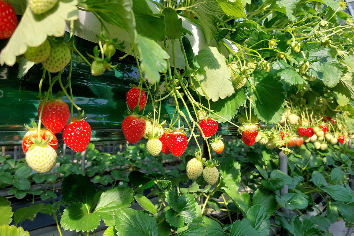 韓国旅行 仁川 韓国アクティビティ 韓国いちご狩り 松島セントラルパーク 松島 TRIPLE STREET 寿鳳公園 韓国夜景