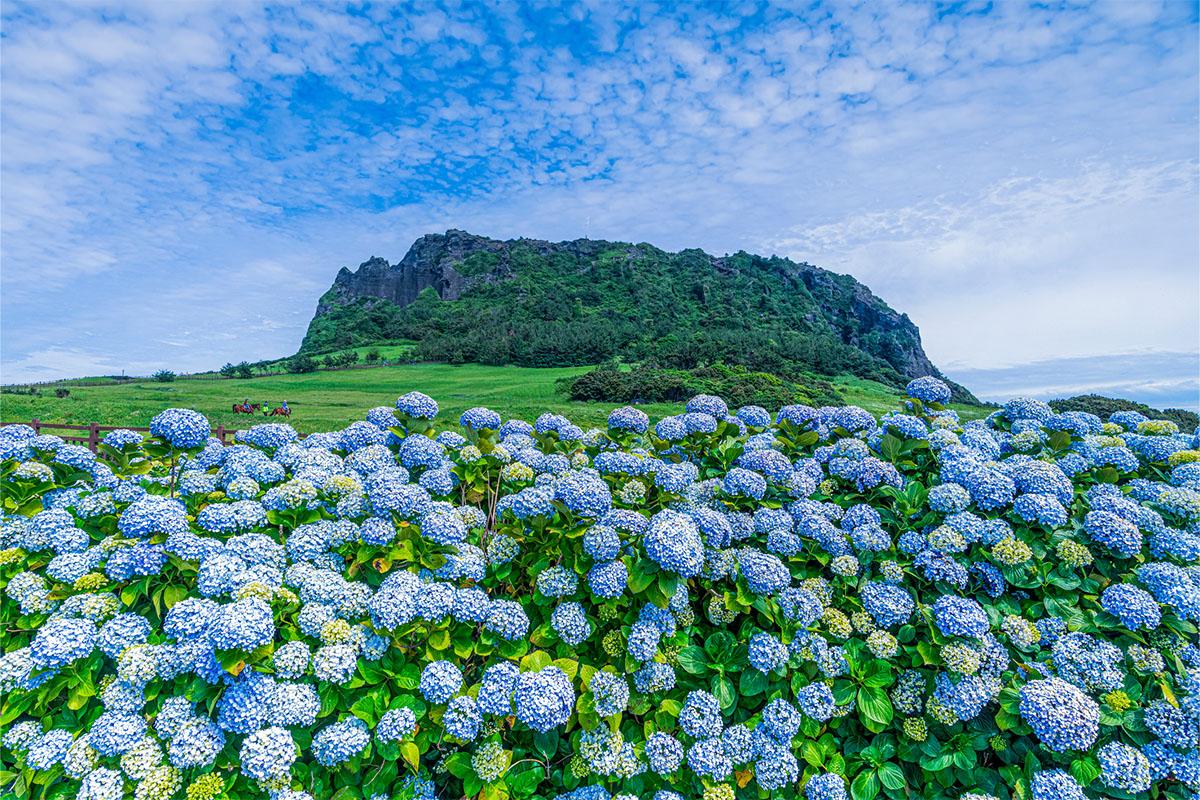 Servicio de coche en la isla de Jeju