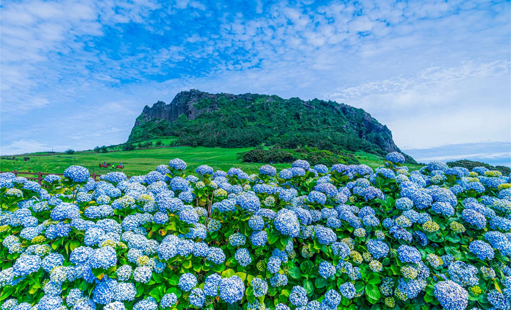 Dịch vụ cho thuê xe ô tô có lái xe riêng tại đảo Jeju, giá cực ưu đãi!