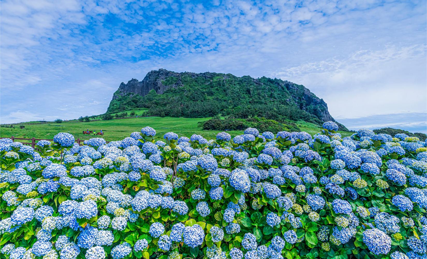 済州島 観光│車両貸し切り旅行サービス