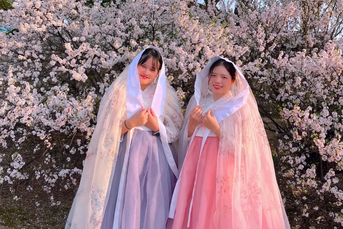 Traditional Korean Hanbok outfits worn amidst blooming cherry blossoms, offering artistic photo opportunities.