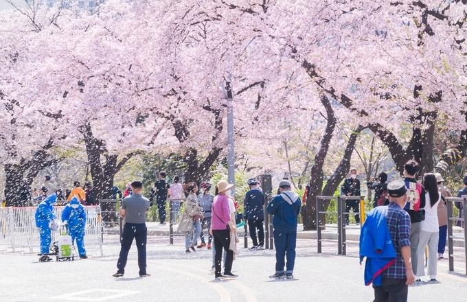 2022年のソウル汝矣島桜並木。桜が満開の道沿いで人々が歩きながら春を楽しむ様子。