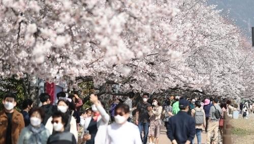 ソウル「汝矣島桜並木」、4年ぶりに全面開放…花見客の期待感↑