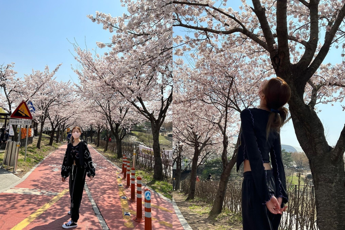 ITZY's Lia under cherry blossoms, radiating charm with the pink blossoms as her backdrop.