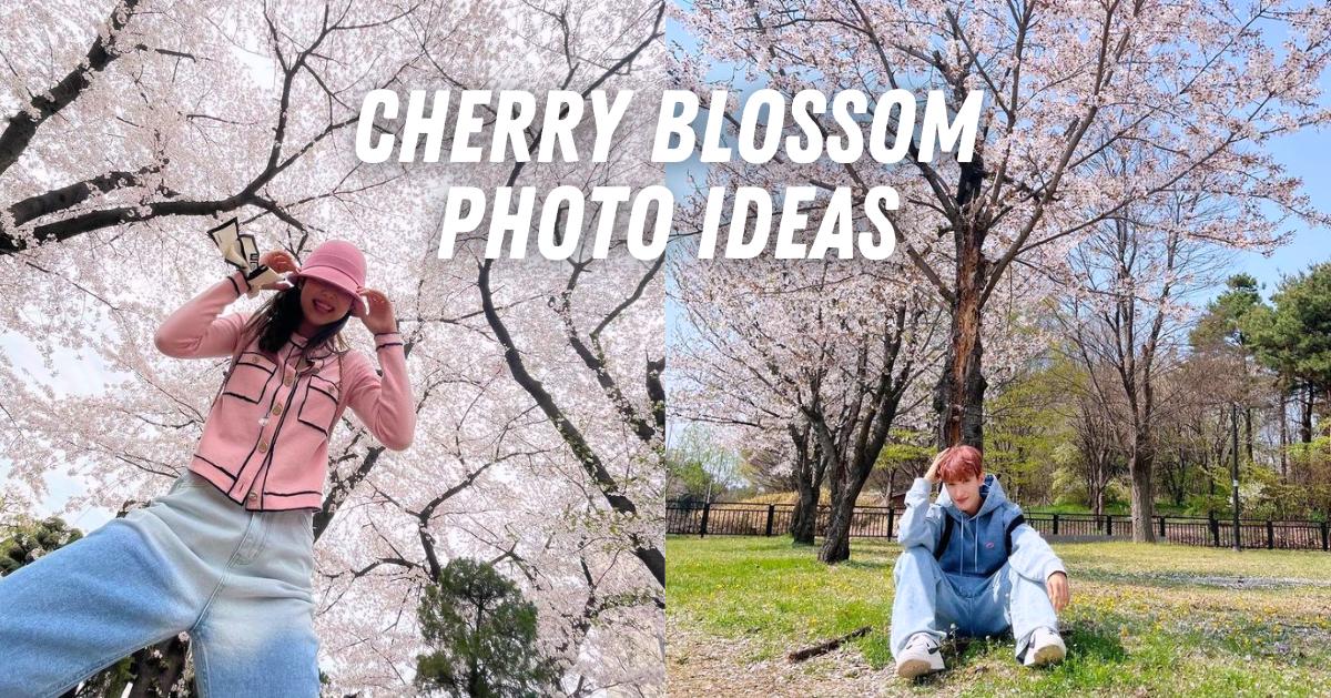 Korean Cherry Blossom Photo Ideas