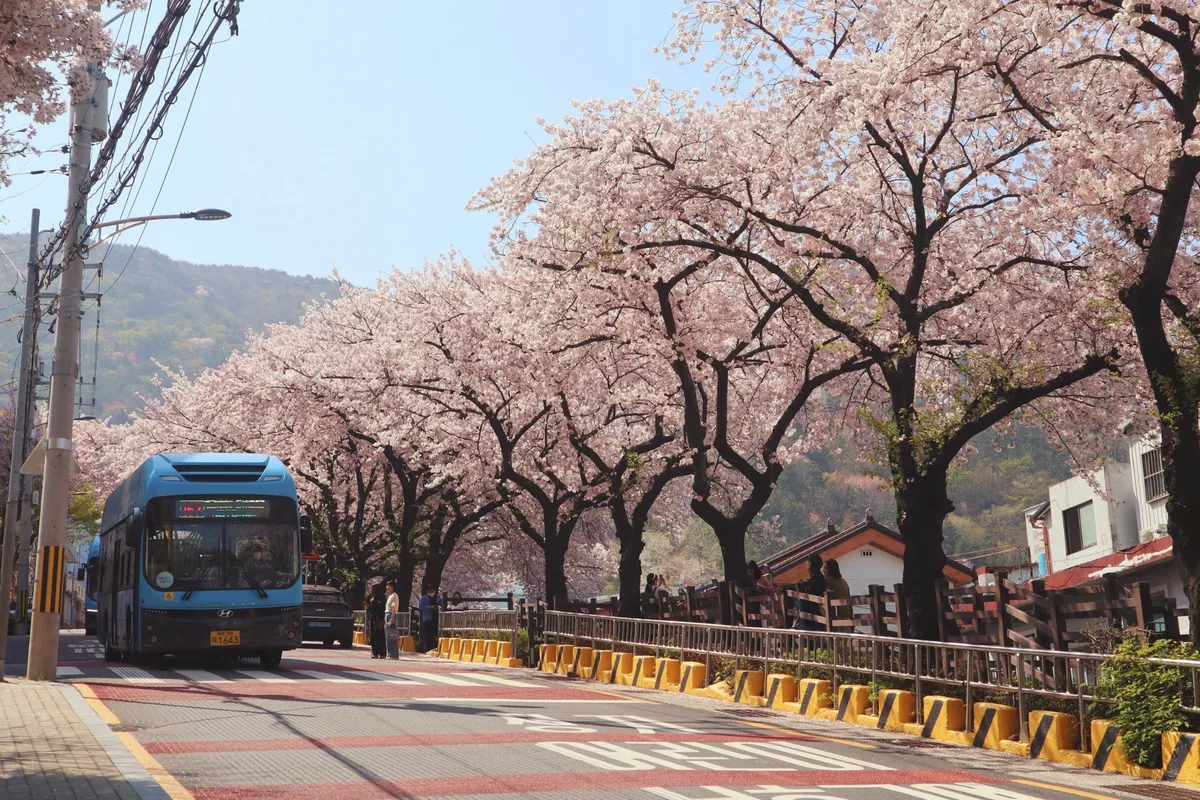 Blooming cherry blossoms alongside a road in Korea, providing a scenic spring backdrop with a blue bus passing by.