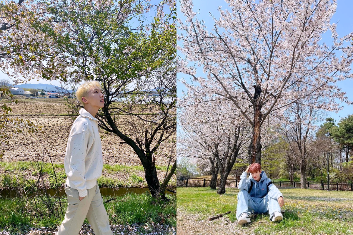 SEVENTEEN's Hoshi and DK posing with cherry blossoms, sharing the joy of spring in Korea.