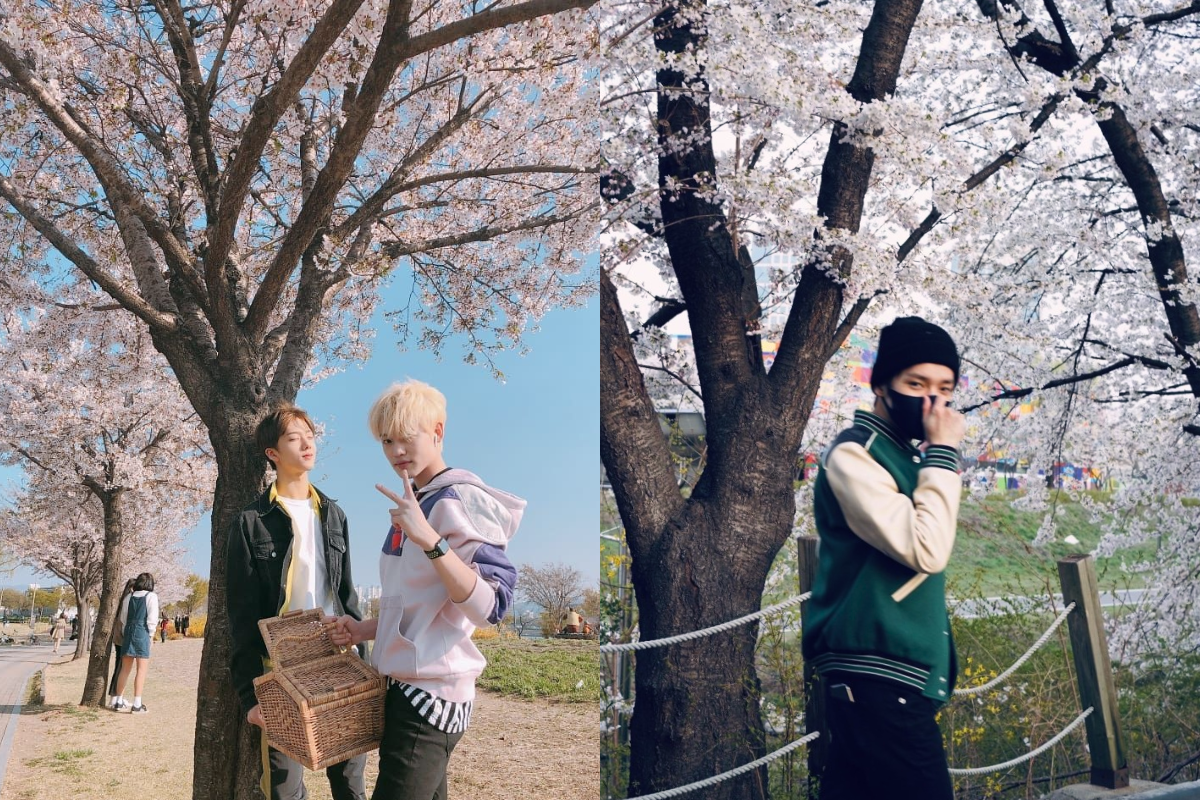 Two friends having a picnic under cherry blossom trees at Ttukseom Han River Park, enjoying Korea's springtime charm.