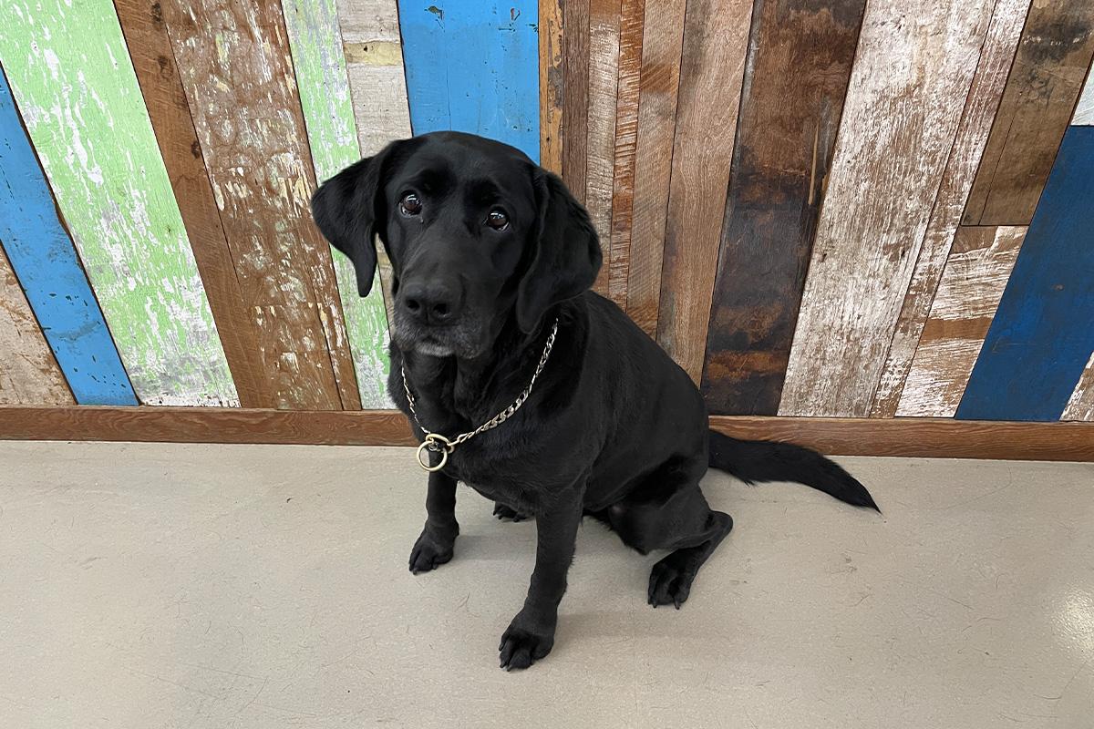 สุนัขพันธุ์ลาบราดอร์เรทรีฟเวอร์สีดำที่นั่งอยู่หน้าผนังไม้เปลือกหลากสีในร้าน RAVI HAIR