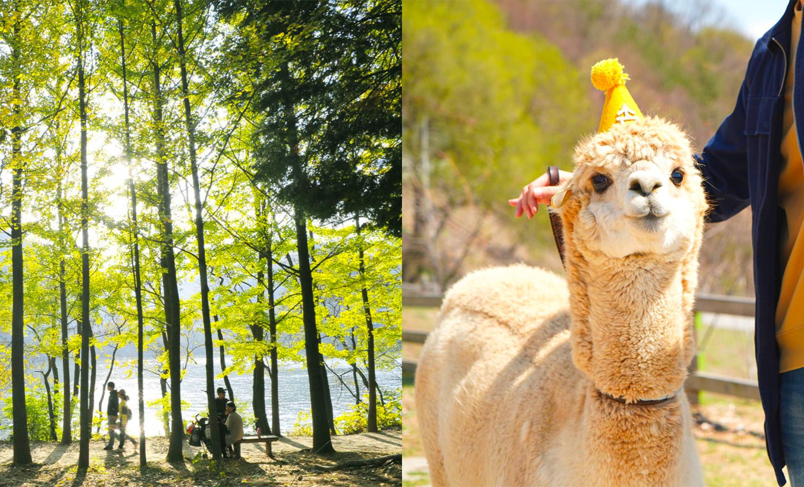 Tour 1 ngày khám phá trọn vẹn vườn thú Alpaca World và đảo Nami xinh đẹp