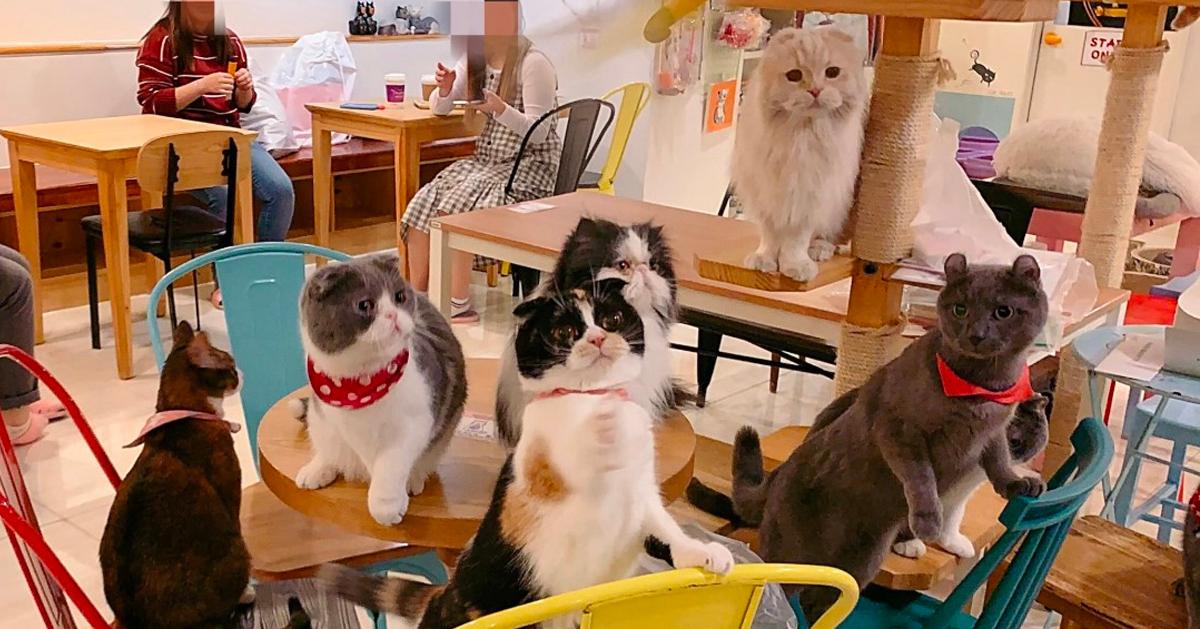 動物咖啡廳｜明洞貓咪遊樂園