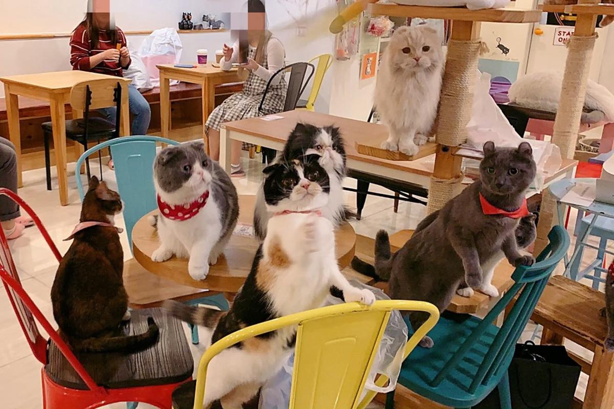 Cat Playground | Bond with cats at this cat cafe in Myeongdong!