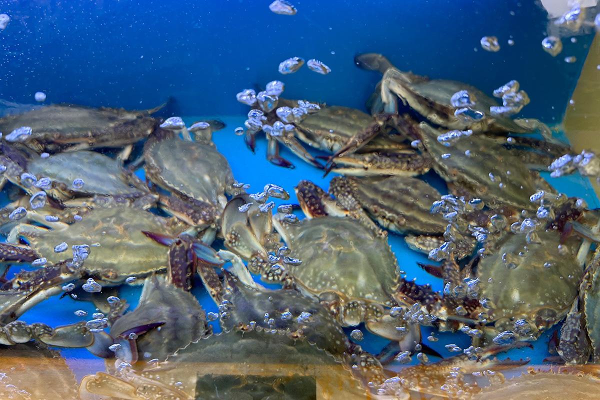 盛装酱油蟹的餐桌全览,摆放在白色瓷盘中的酱油蟹被多种泡菜围绕,营造出丰富多样的韩式餐桌风味。