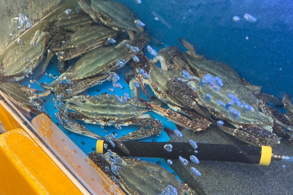 在水族箱里的活螃蟹,为准备制作酱油蟹提供新鲜的食材保障。螃蟹游动在透明的水中,显示出健康的状态。