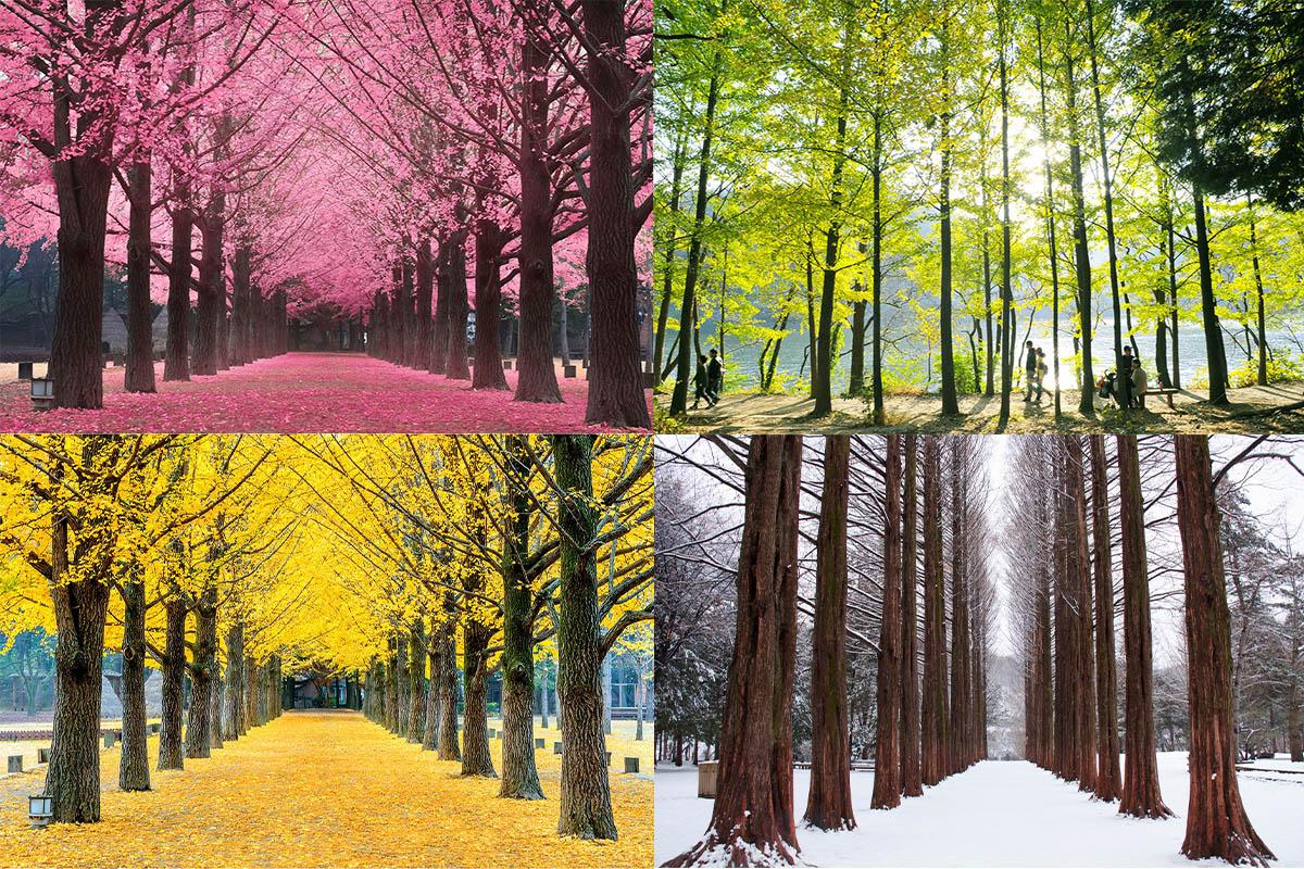 Đảo Nami đẹp 4 mùa